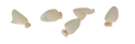 Polycarbonate Crowns 5/pk - MARK3 - Dental Supplies